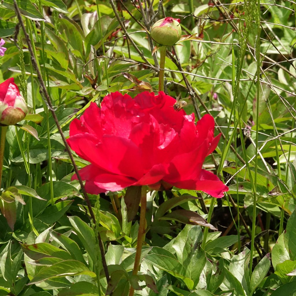 Pivoine Blaze