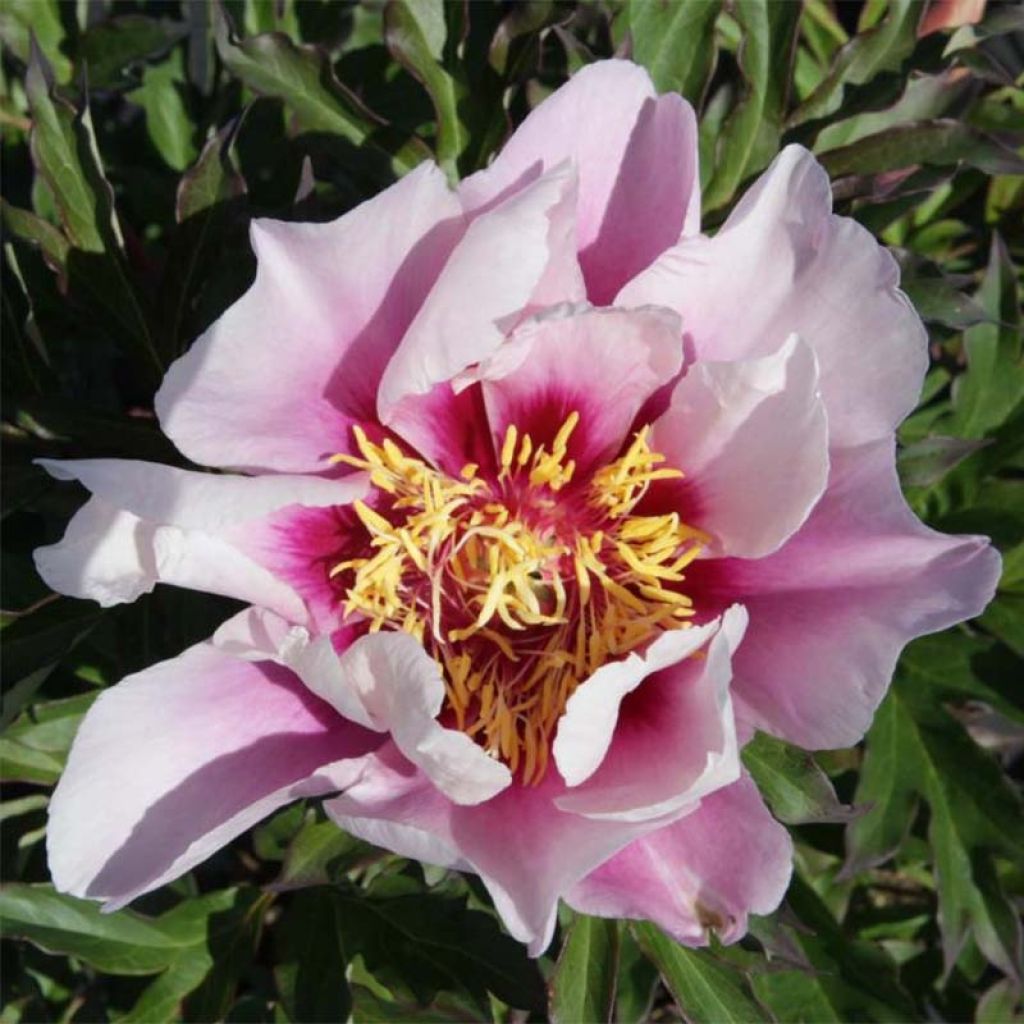 Pivoine Itoh Cora Louise
