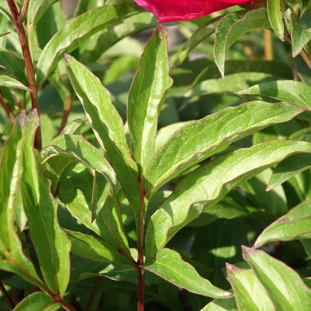 Pivoine lactiflora Fantastic