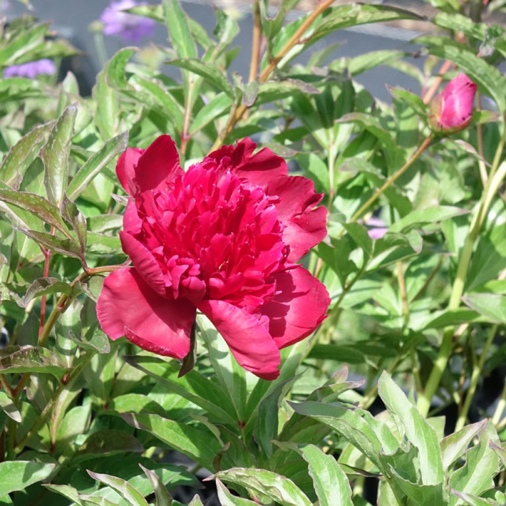 Pivoine lactiflora Inspecteur Lavergne
