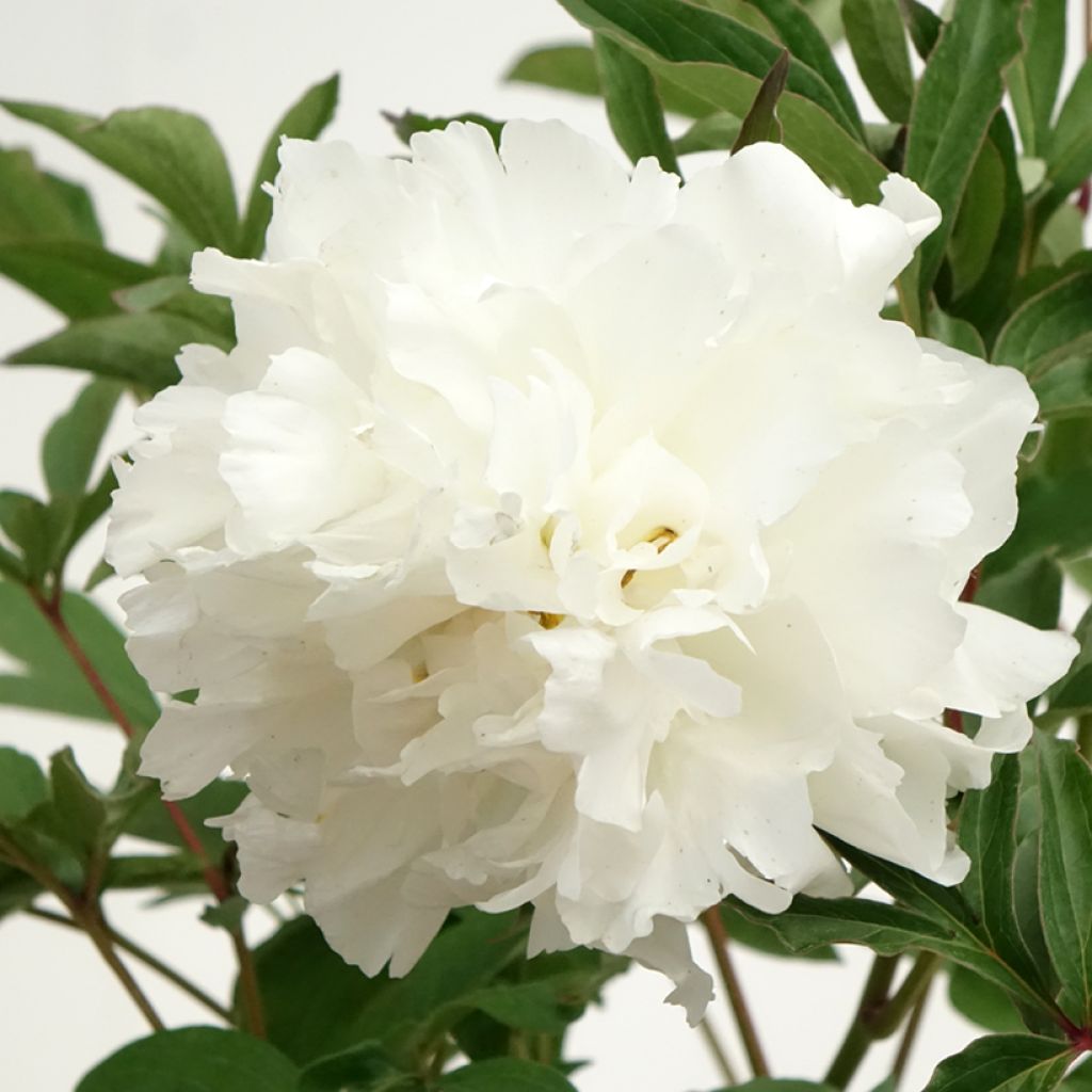Pivoine lactiflora Mistress