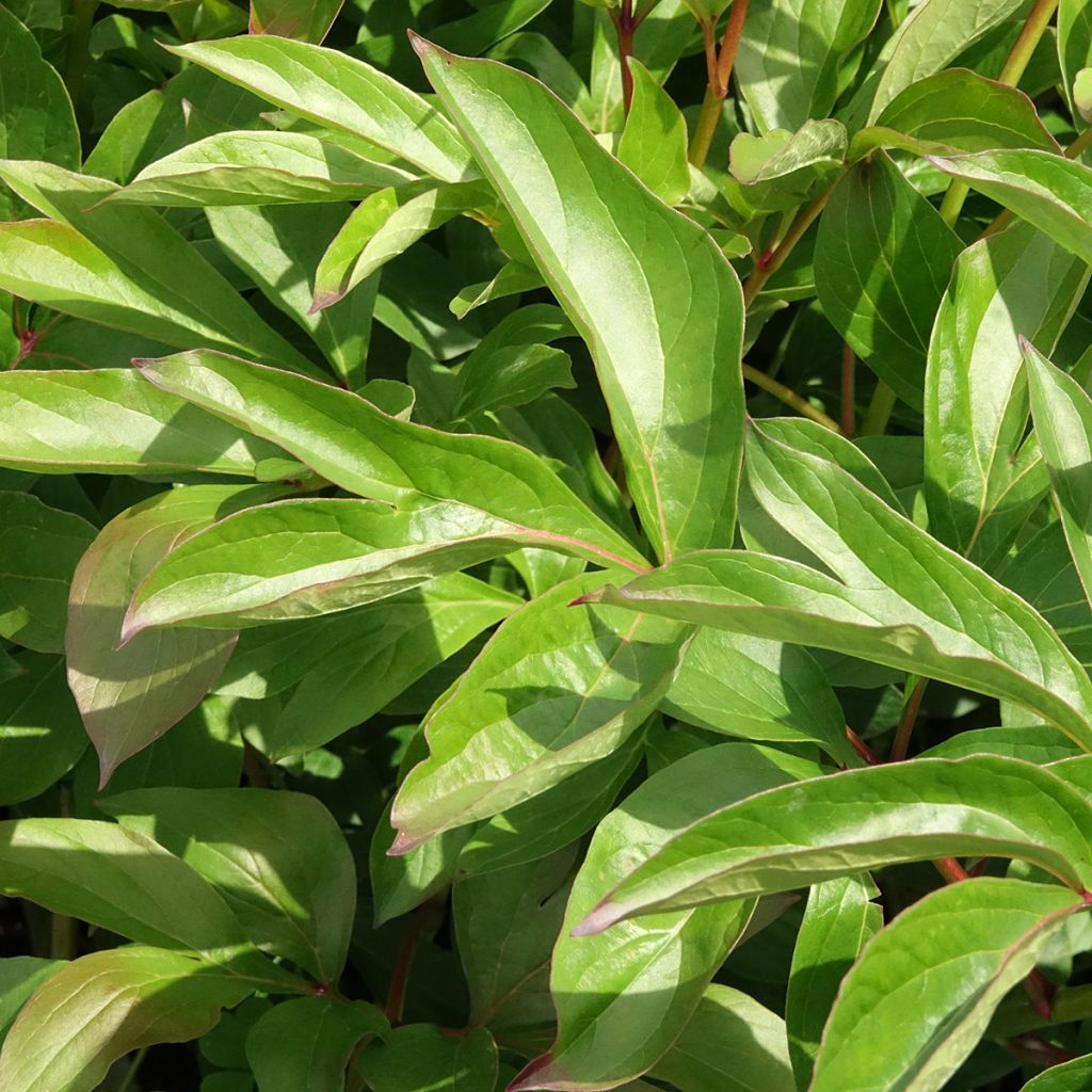 Pivoine lactiflora Nymphe
