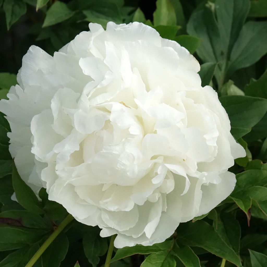 Pivoine lactiflora Puffed Cotton