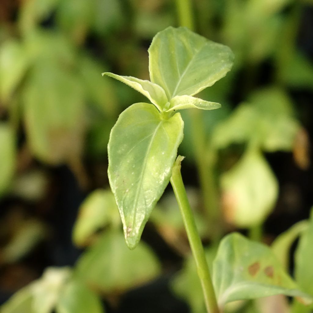 Plante Champignon - Rungia klossii 