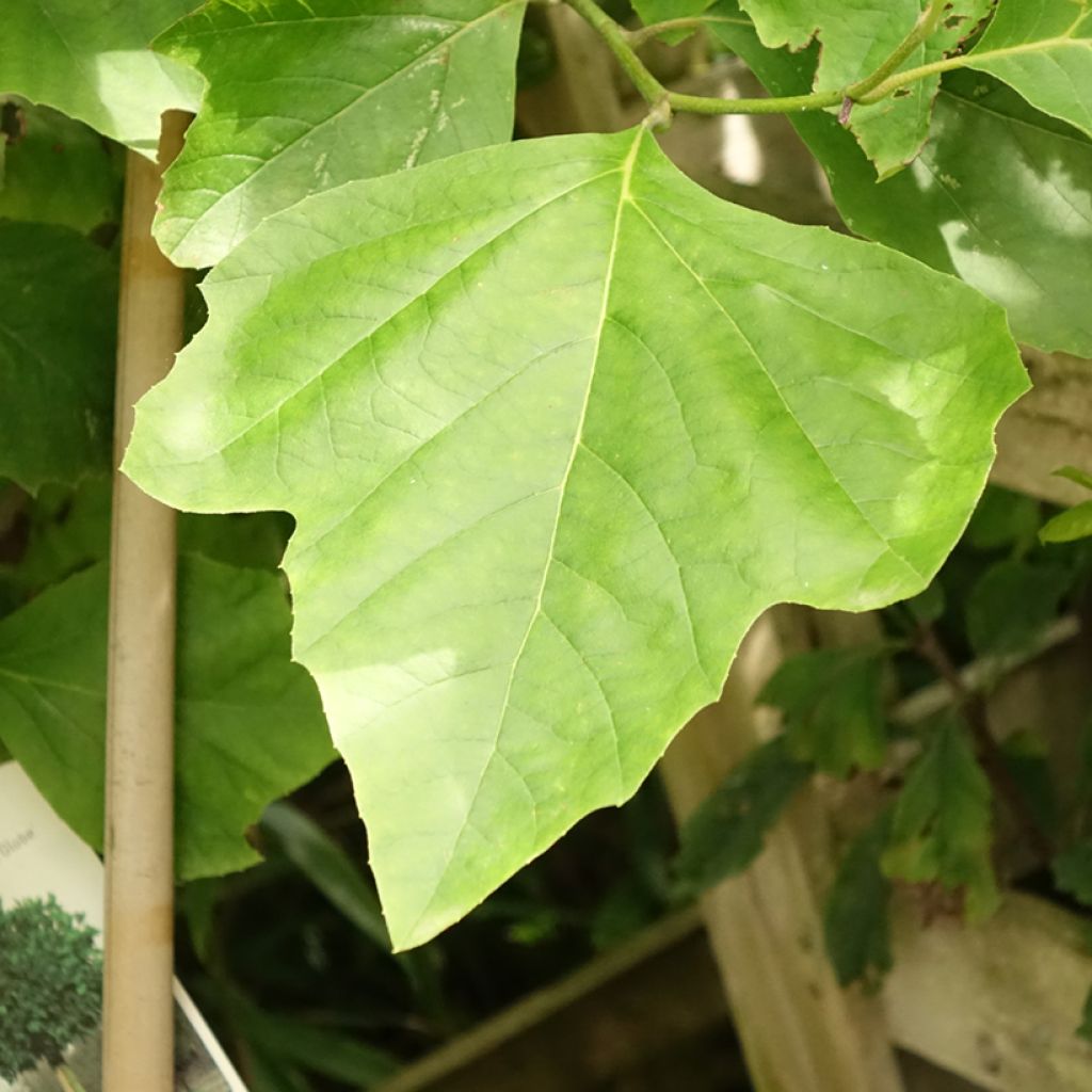 Platanus acerifolia Alphen's Globe - Platane boule