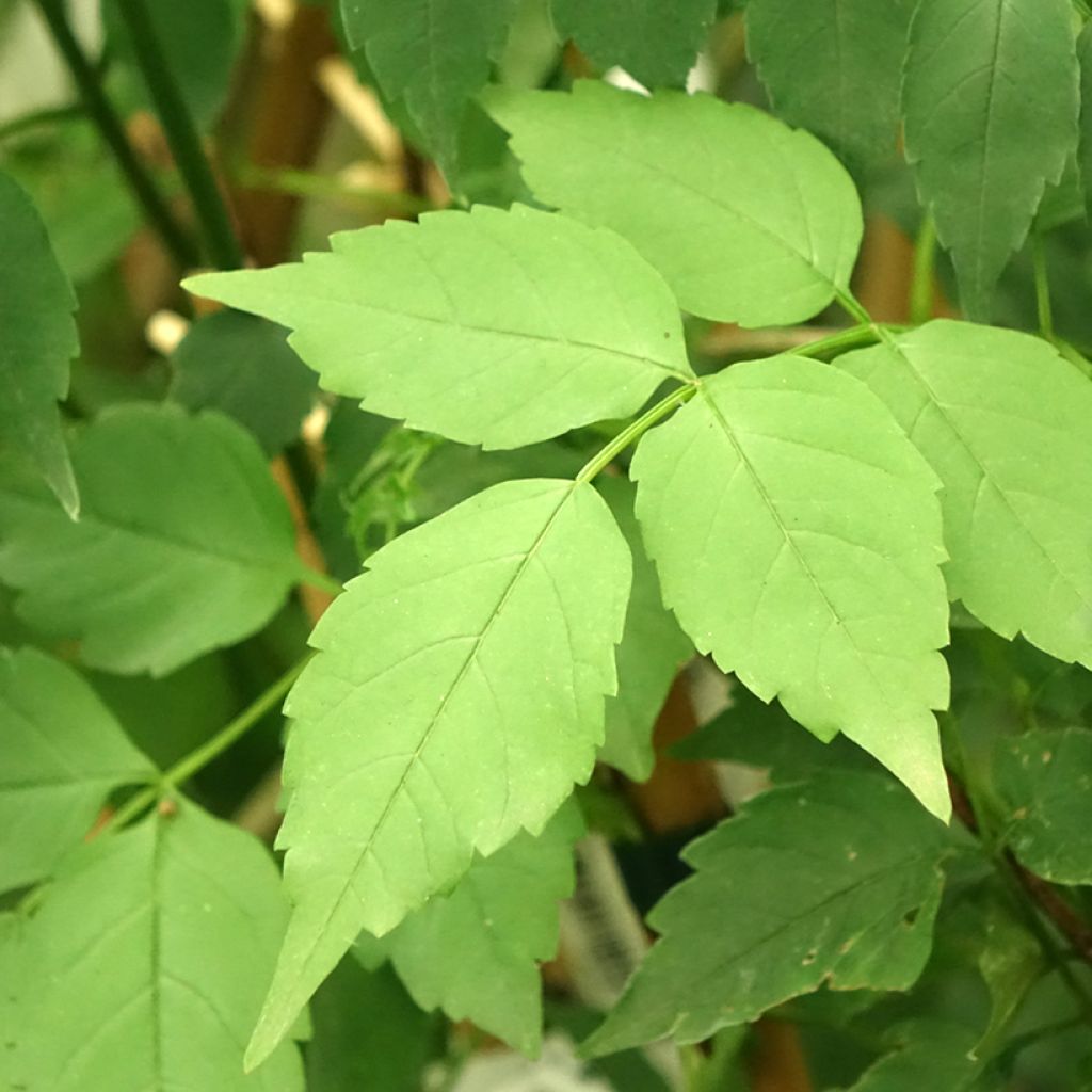 Podranea ricasoliana Comtesse Sarah - Bignone rose