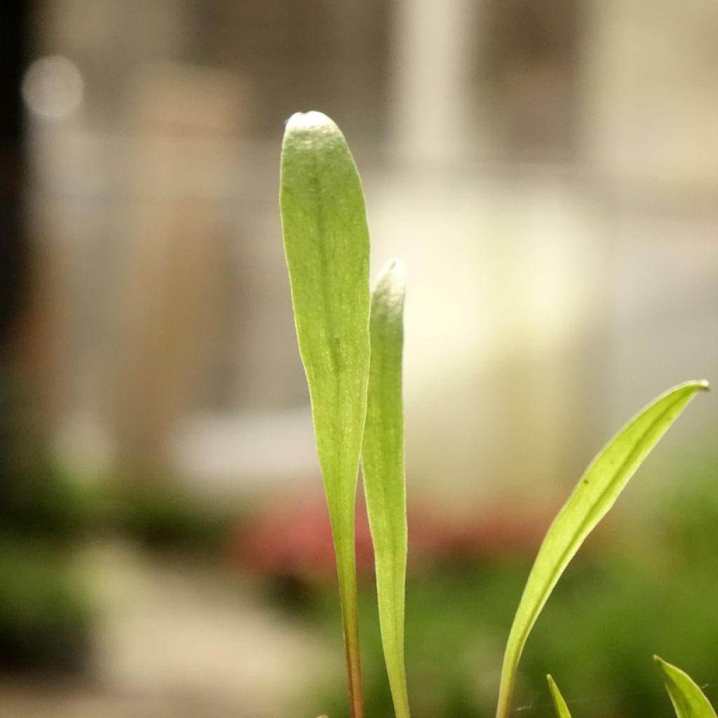 Pogonia ophioglossoides - Pogonie langue-de-serpent