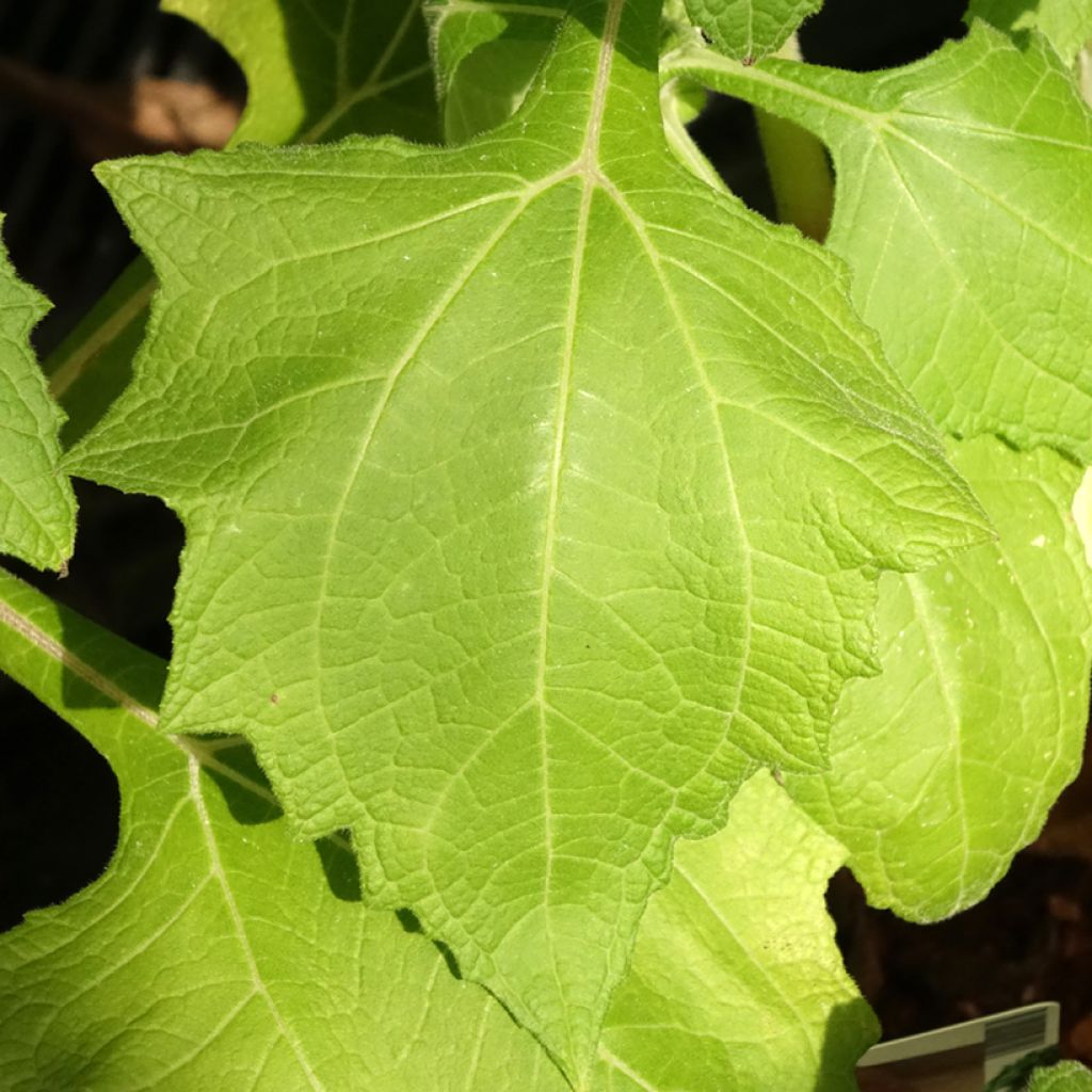 Poire de terre ou Yacón - Smallanthus sonchifolius