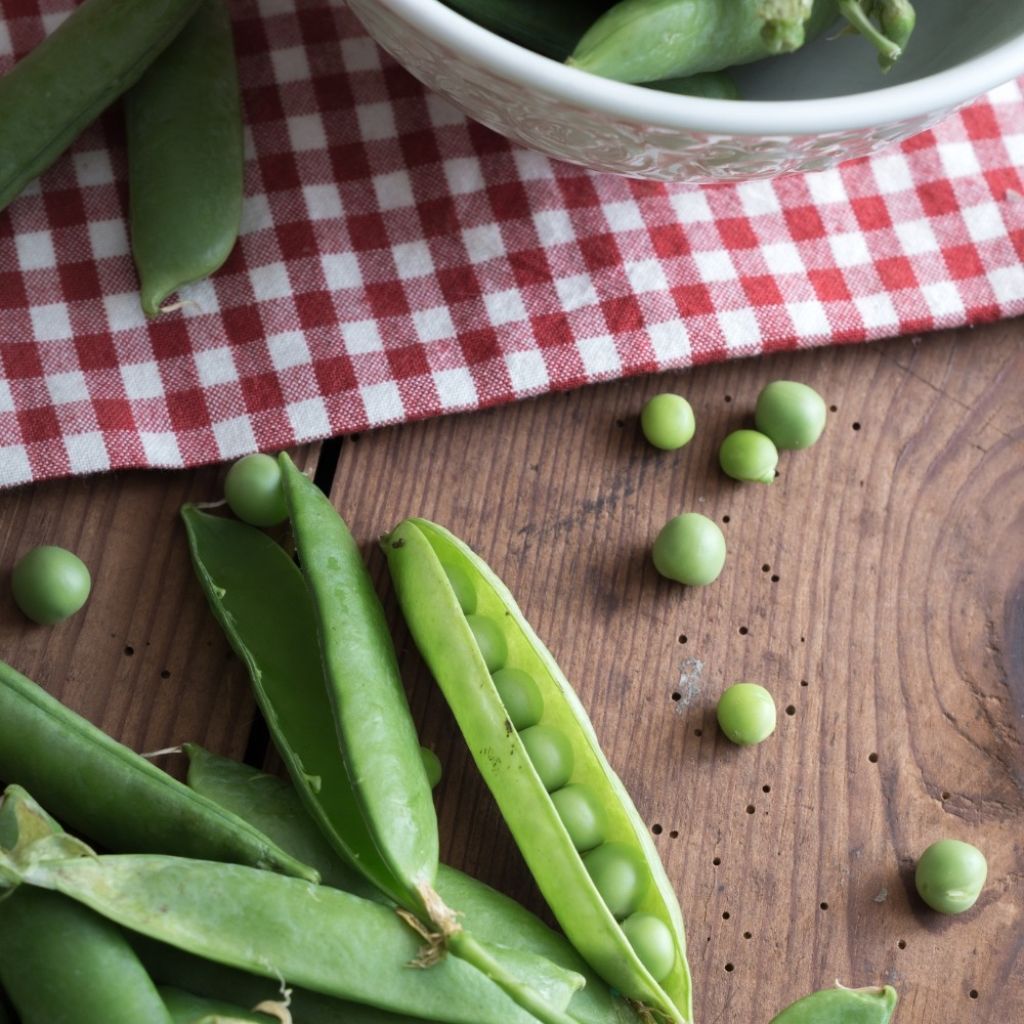 Pois nain Merveille de Kelvedon (grains ridés ) - Pisum sativum