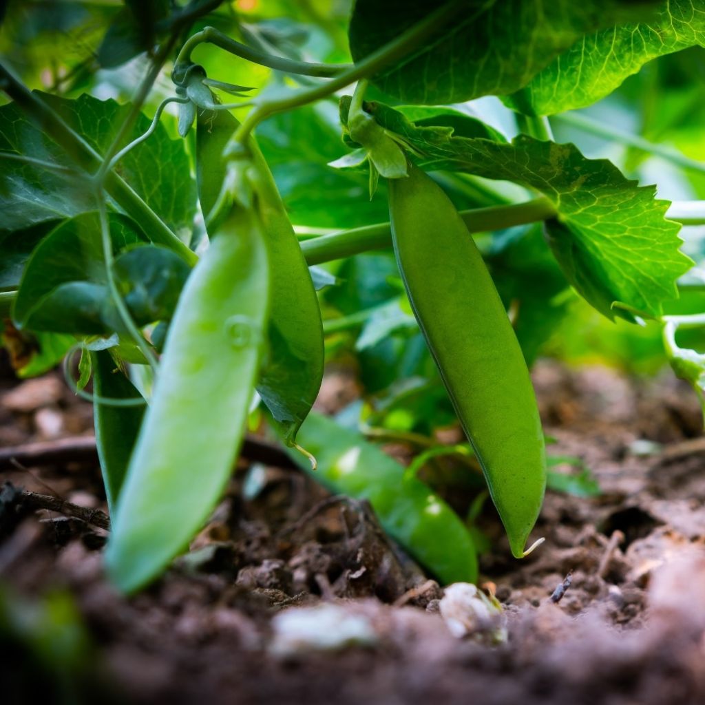 Pois demi-ramant Normand mangetout - Pisum sativum