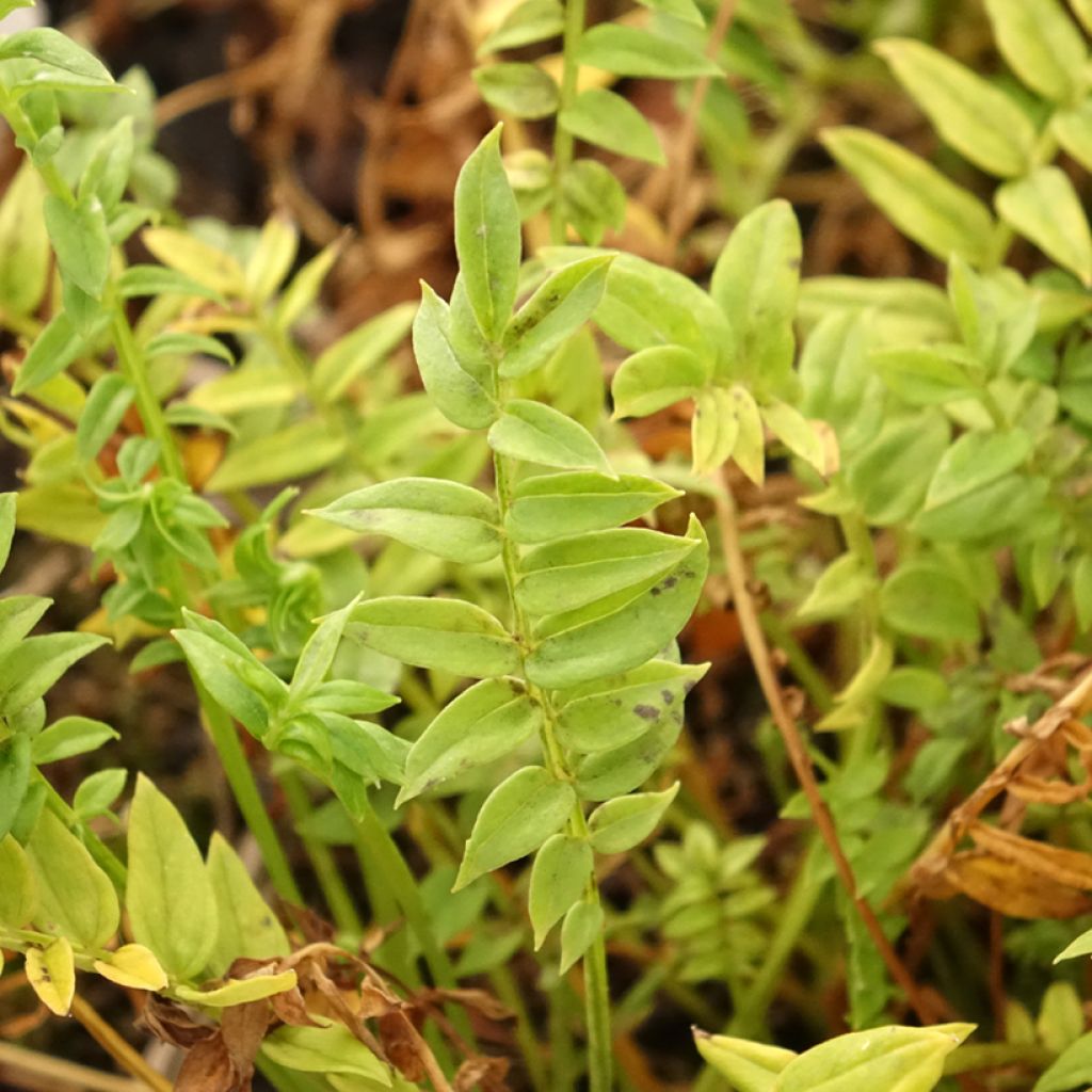 Polemonium Halfway to Paradise - Valériane grecque Halfway to Paradise