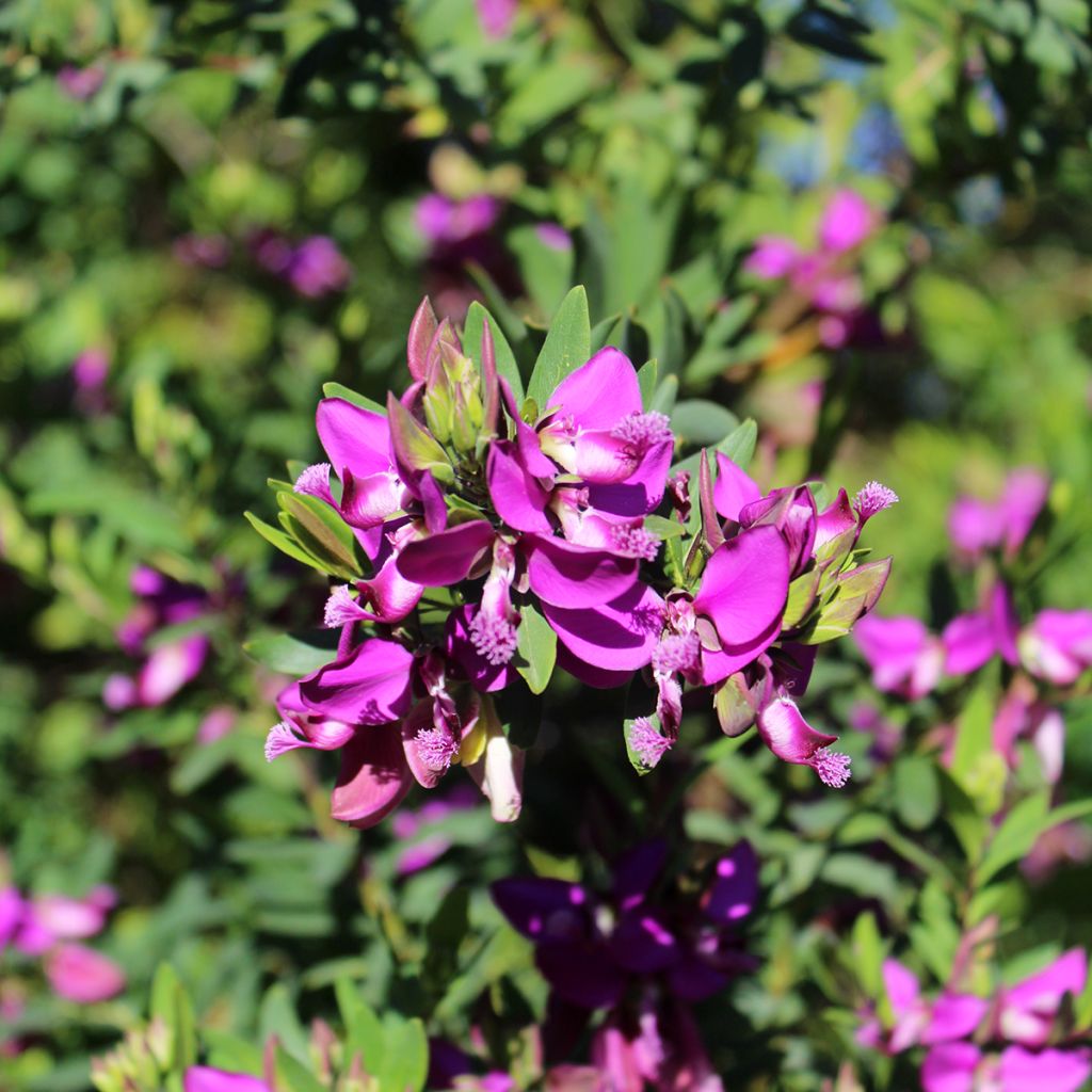 Polygala myrtifolia - Polygale à feuilles de myrte
