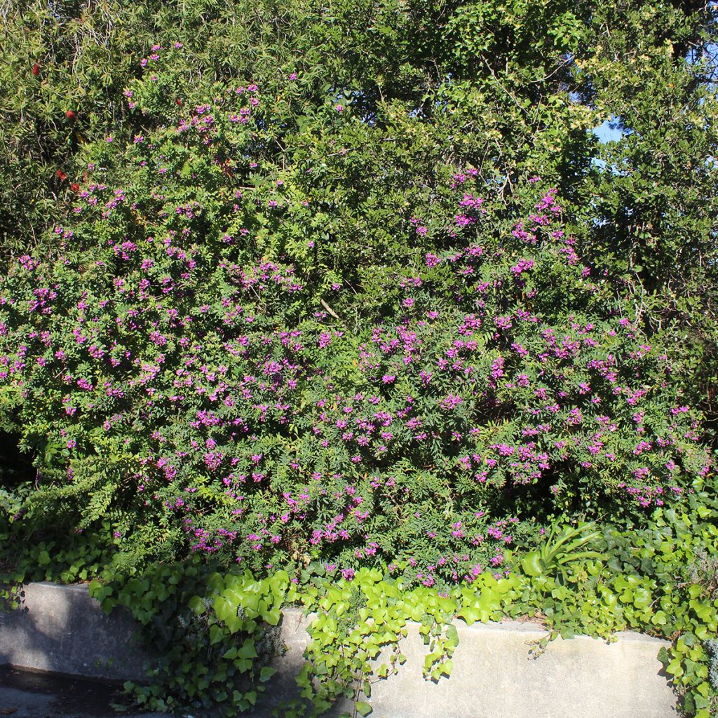 Polygala myrtifolia - Polygale à feuilles de myrte