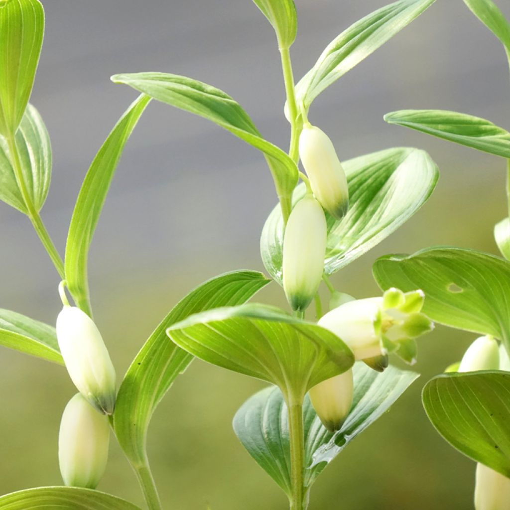 Polygonatum humile - Sceau de Salomon