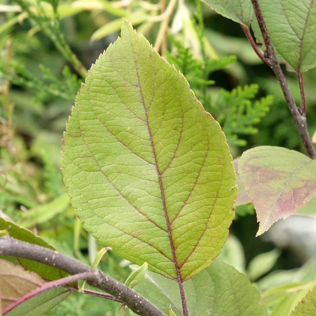 Pommier d'ornement - Malus Eleyi