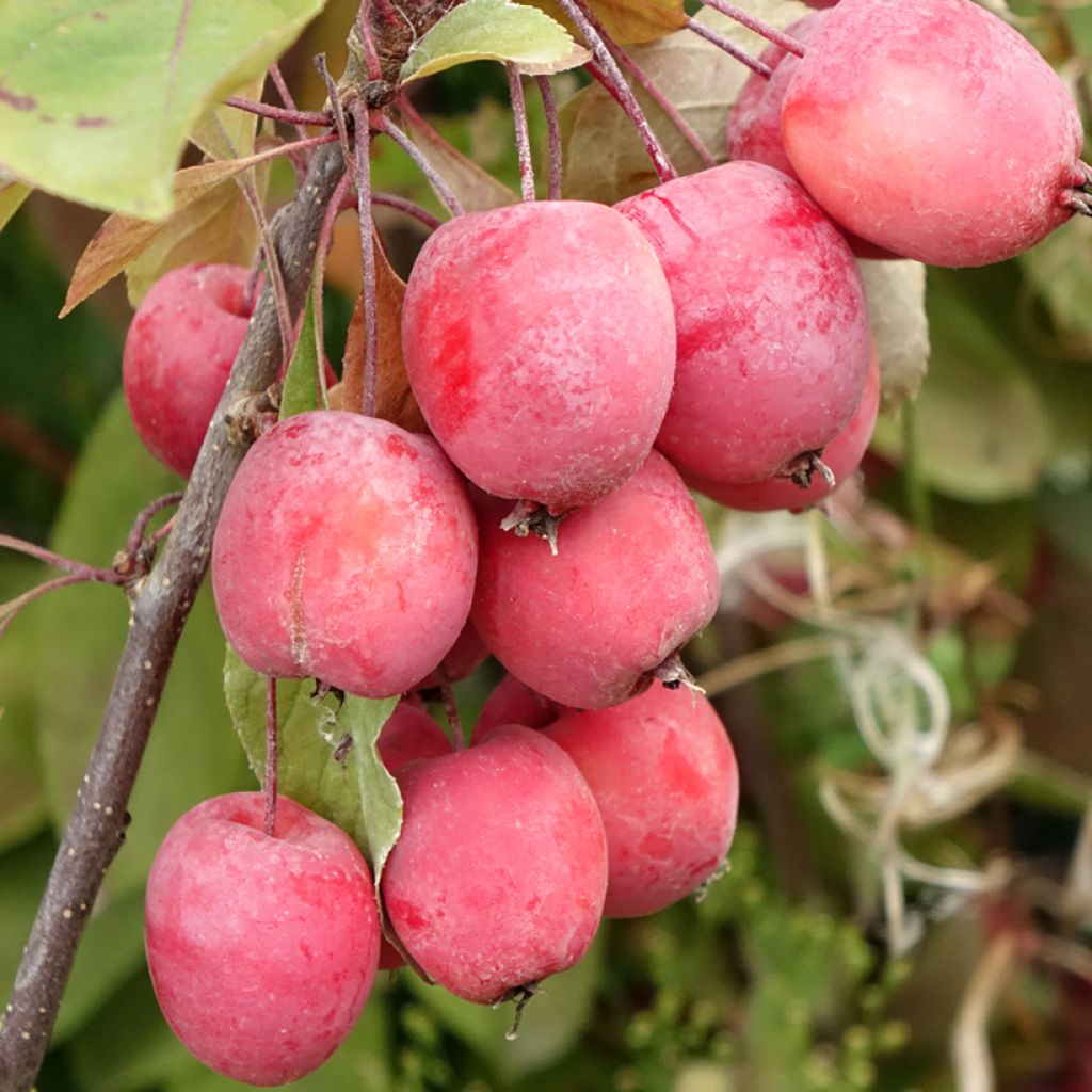 Pommier d'ornement - Malus Eleyi