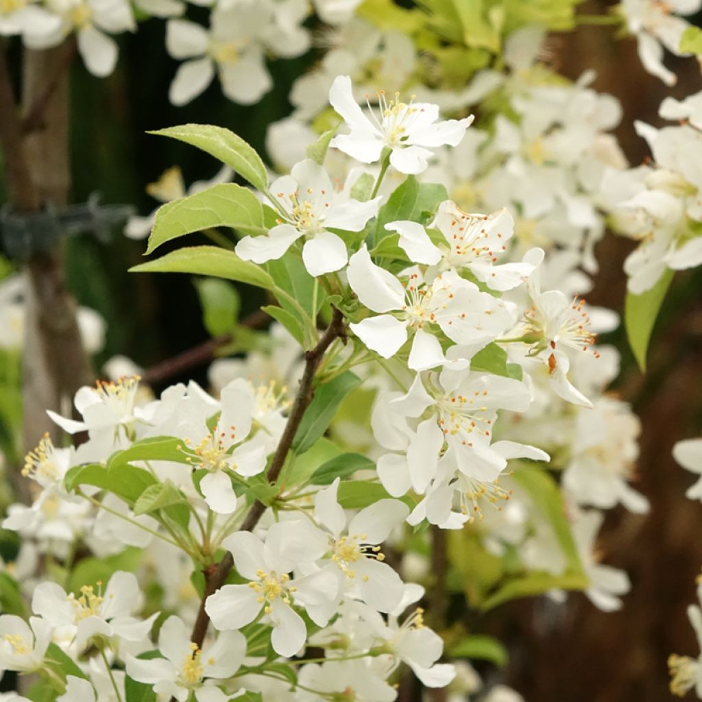 Pommier d'ornement - Malus Red Jewel