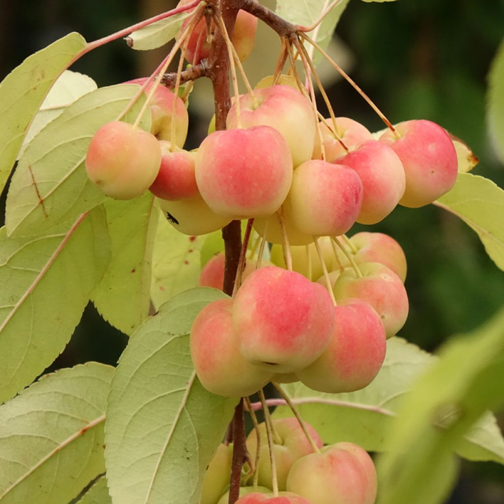 Pommier d'ornement - Malus Red Sentinel 