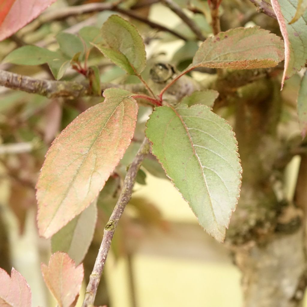 Pommier d'ornement - Malus Diable Rouge