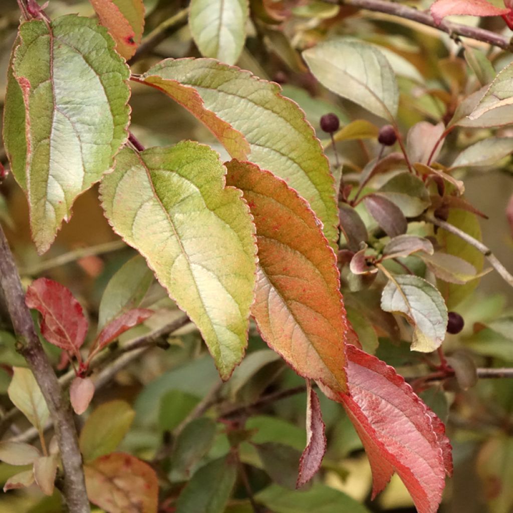 Pommier d'ornement - Malus Diable Rouge