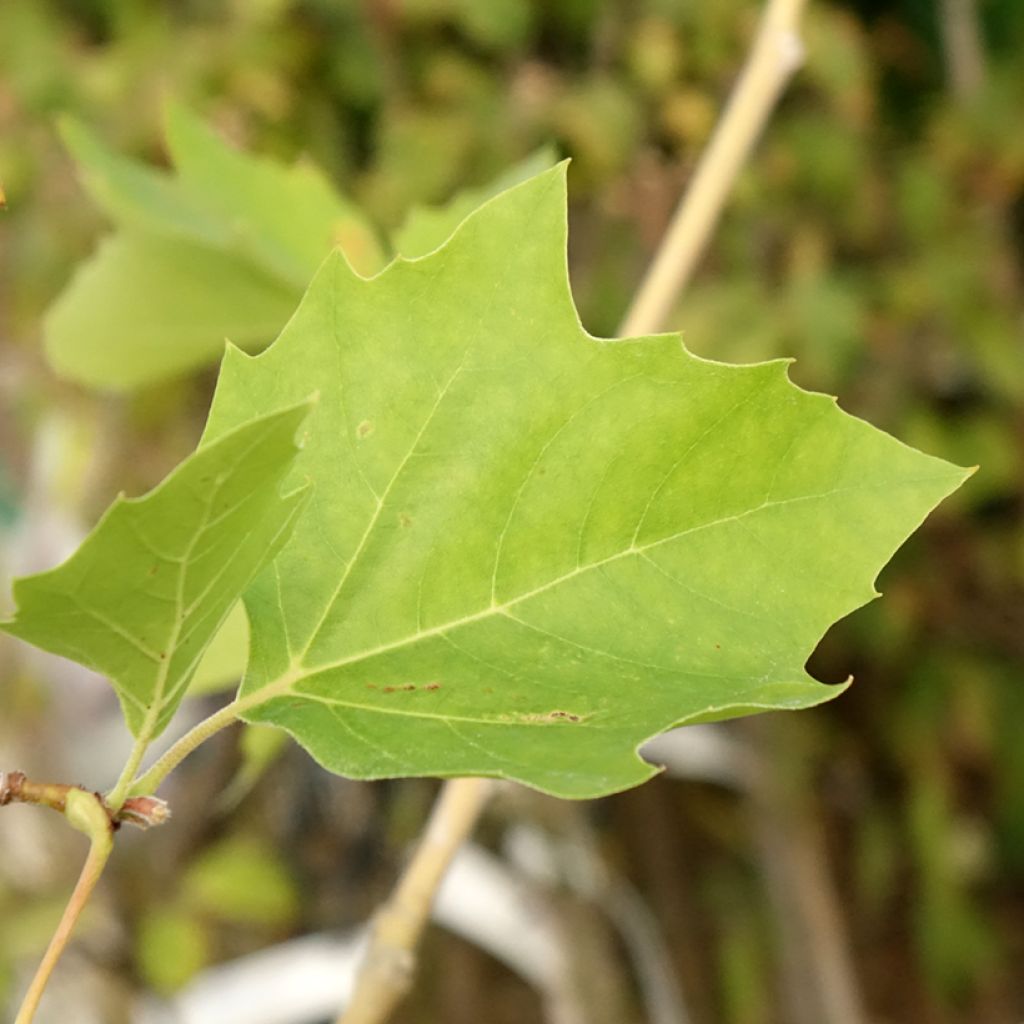 Populus nigra Lombardy Gold - Peuplier noir