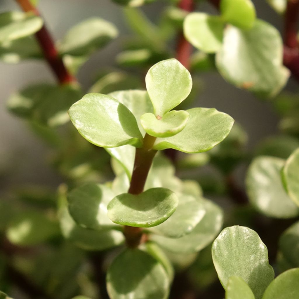 Portulacaria afra Variegata