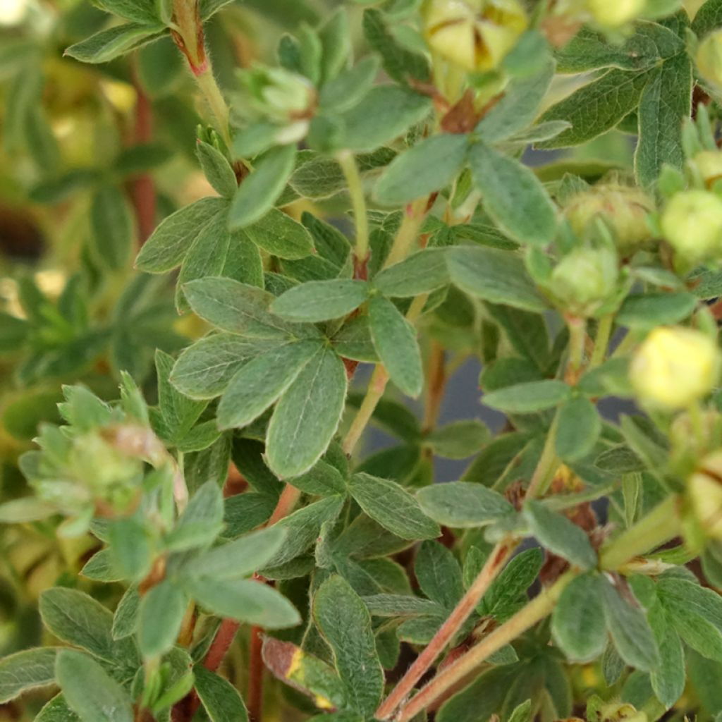 Potentilla fruticosa Citrus Tart- Potentille arbustive