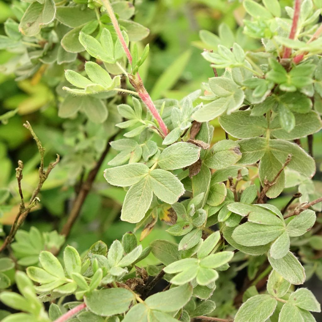 Potentilla fruticosa Creme brulée- Potentille arbustive