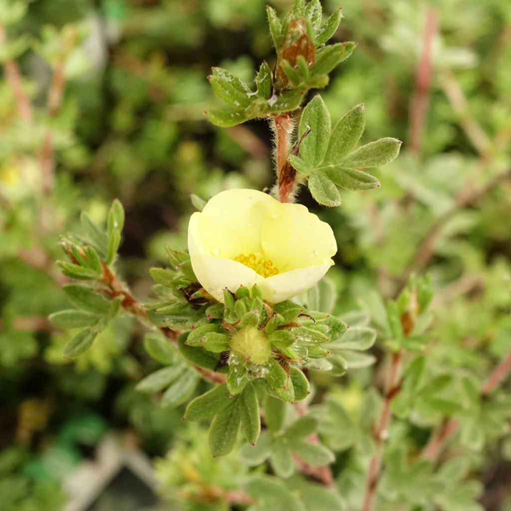 Potentilla fruticosa Primrose Beauty - Potentille arbustive