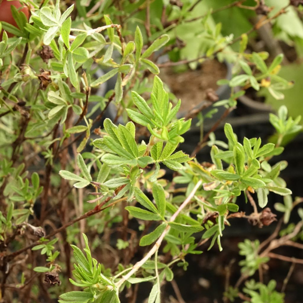 Potentilla fruticosa Princess Pink Queen - Potentille arbustive