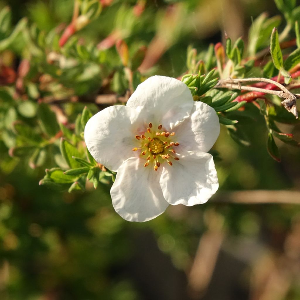 Potentilla fruticosa Princess Pink Queen - Potentille arbustive