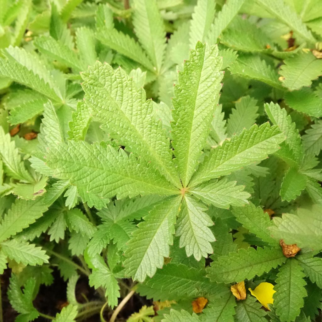 Potentilla recta sulphurea - Potentille dressée