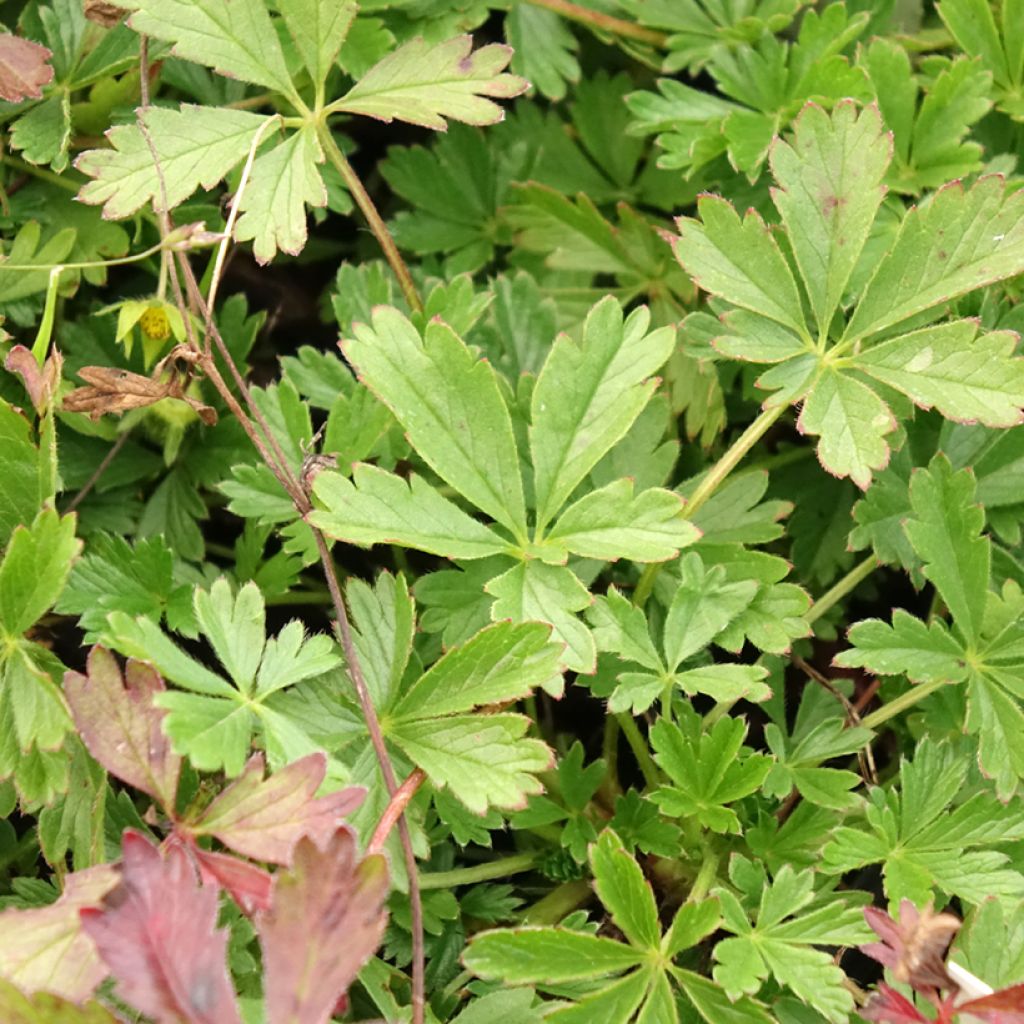Potentilla verna - Potentille de printemps