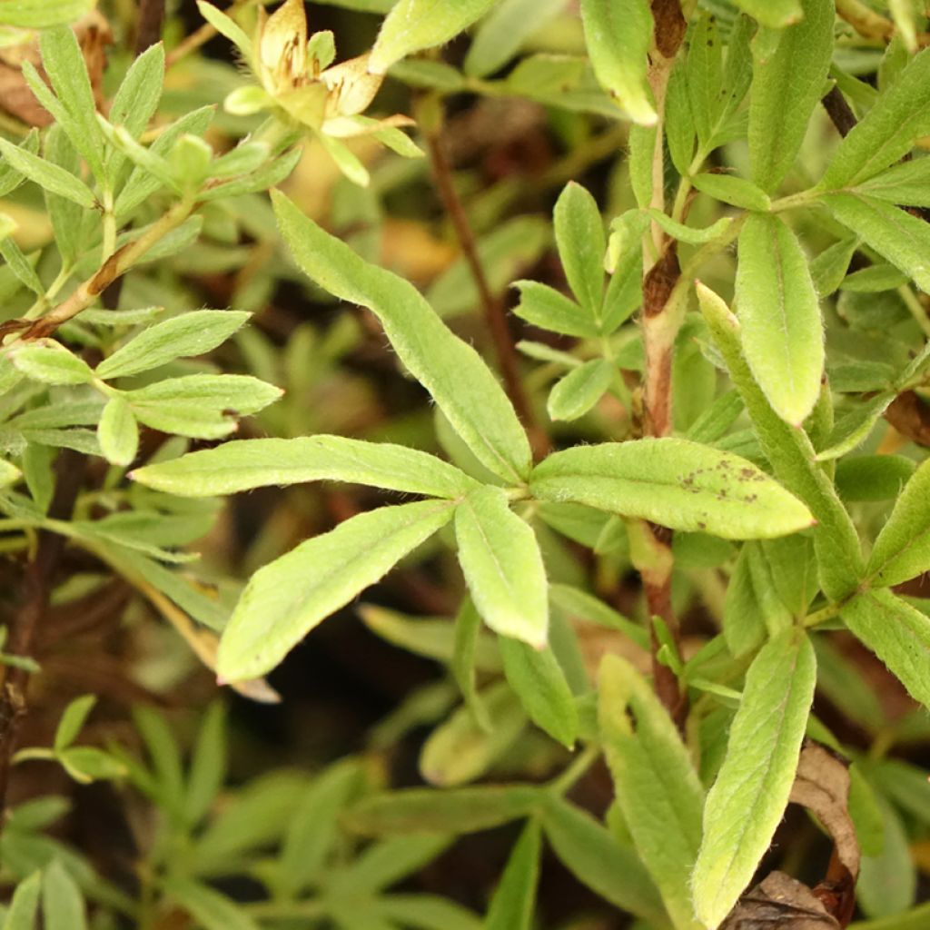 Potentille arbustive - Potentilla fruticosa Creamissima