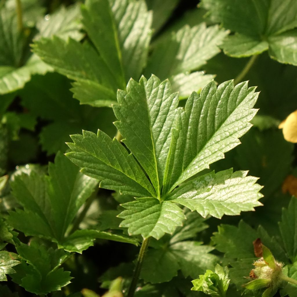 Potentille vivace - Potentilla tonguei