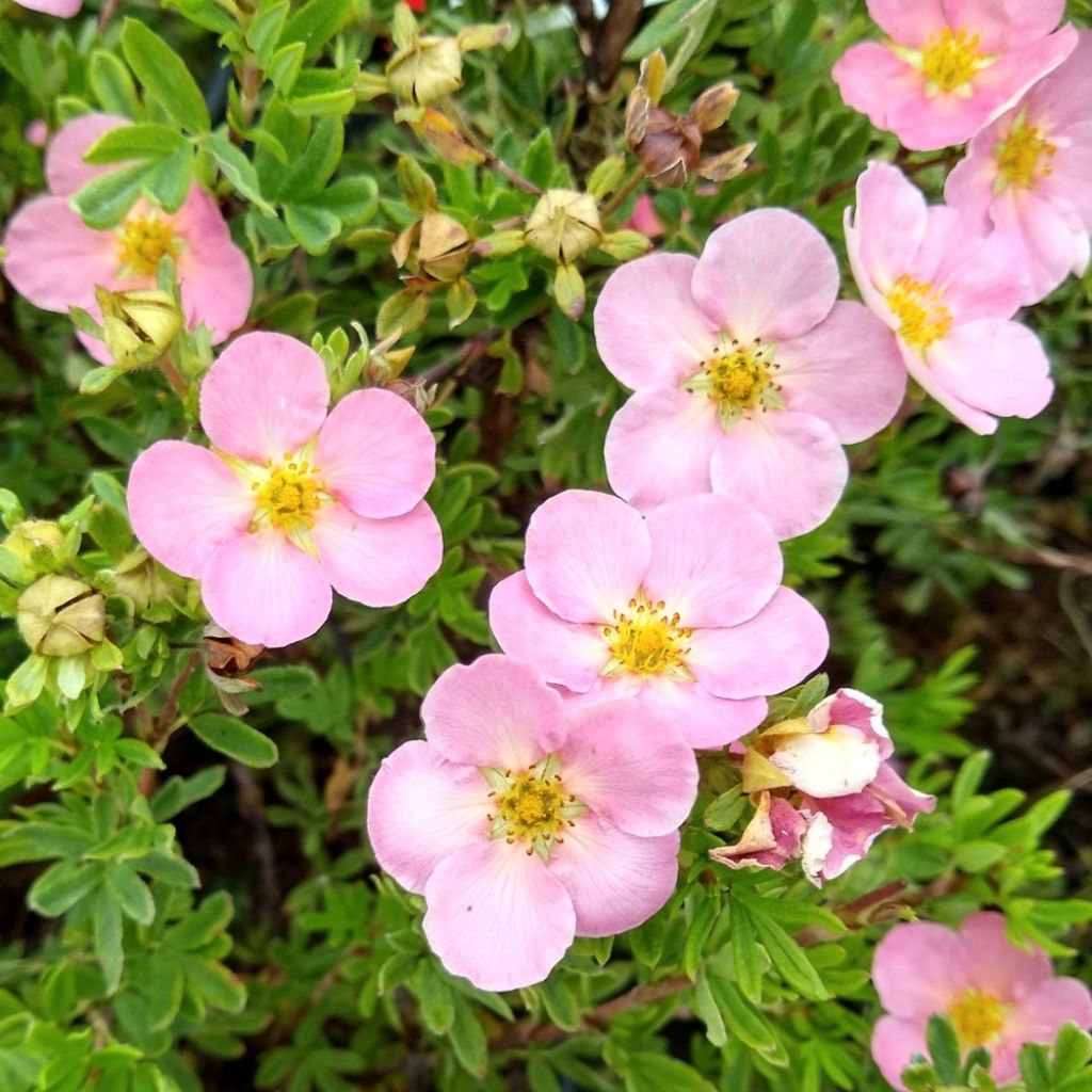 Potentilla fruticosa Lovely Pink- Potentille arbustive