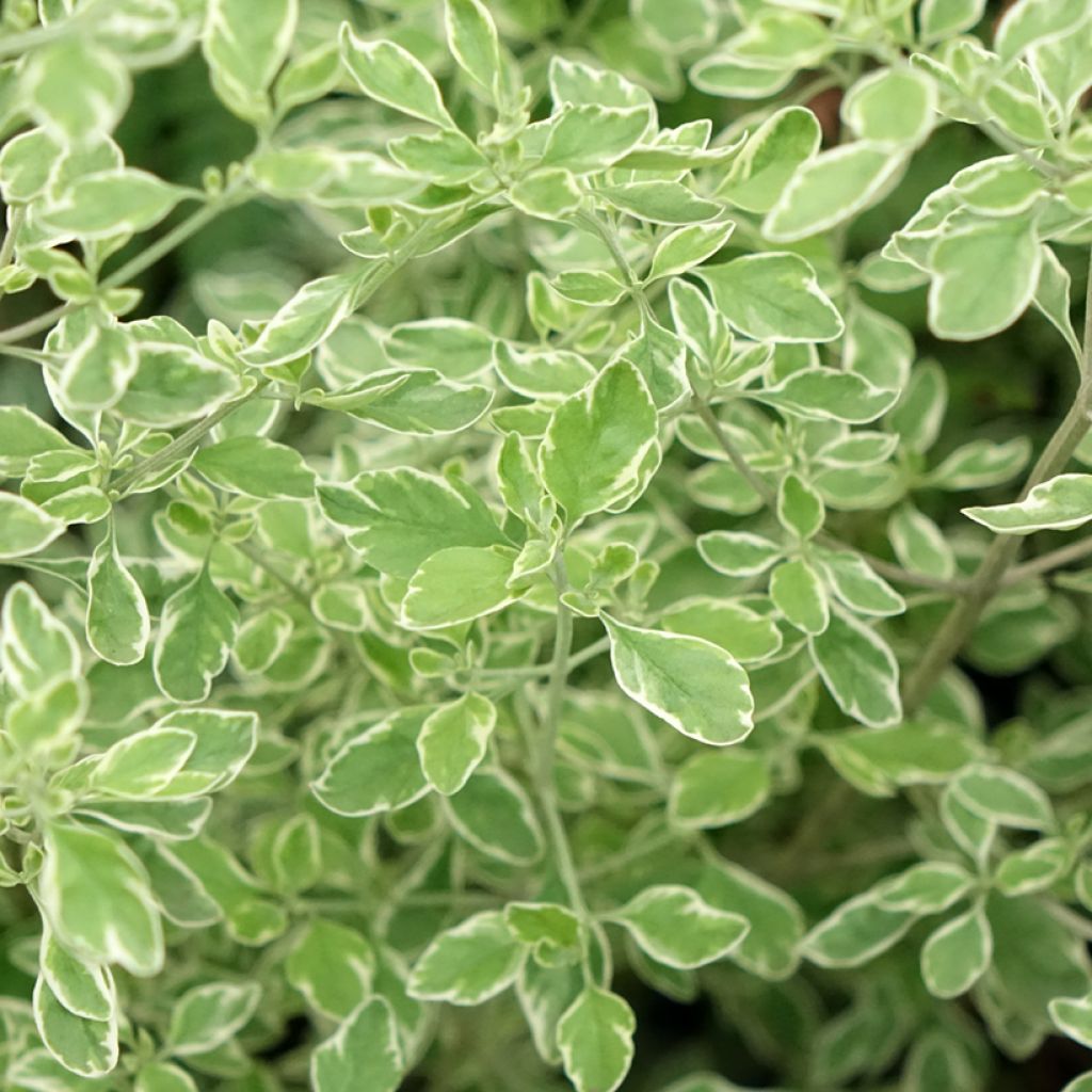 Prostanthera ovalifolia Variegata - Menthe australienne panachée.