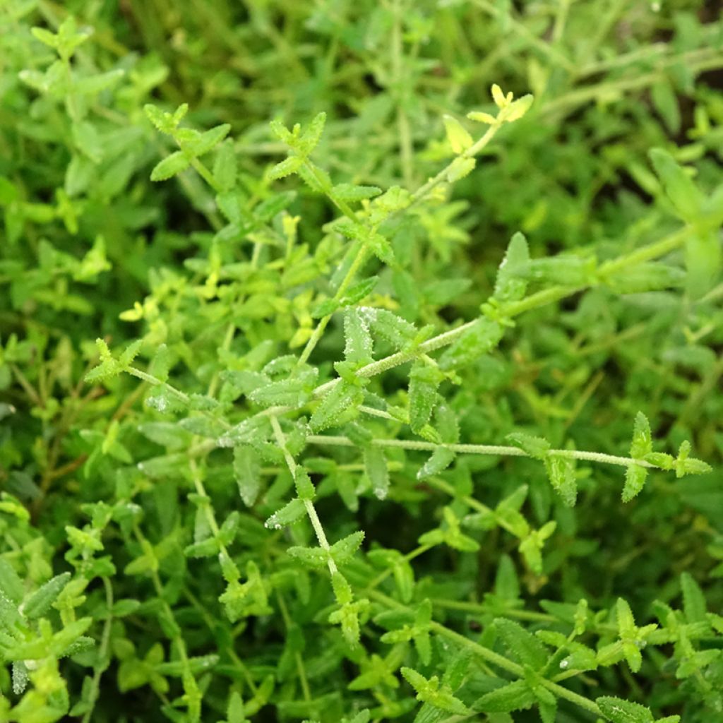 Prostanthera Rosetta - Menthe australienne