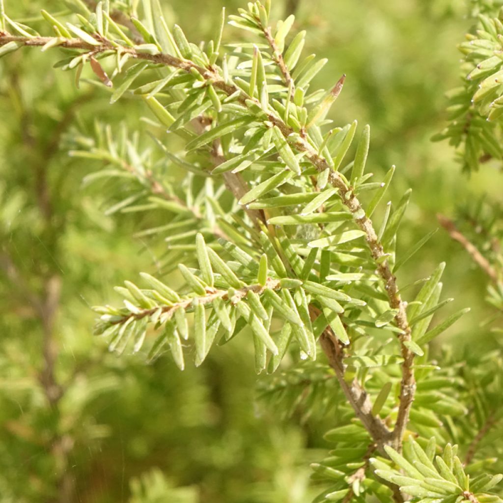 Pruche de l'Ouest - Tsuga heterophylla