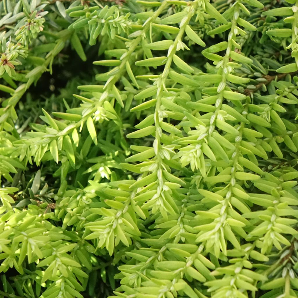 Pruche du Canada - Tsuga canadensis Nana