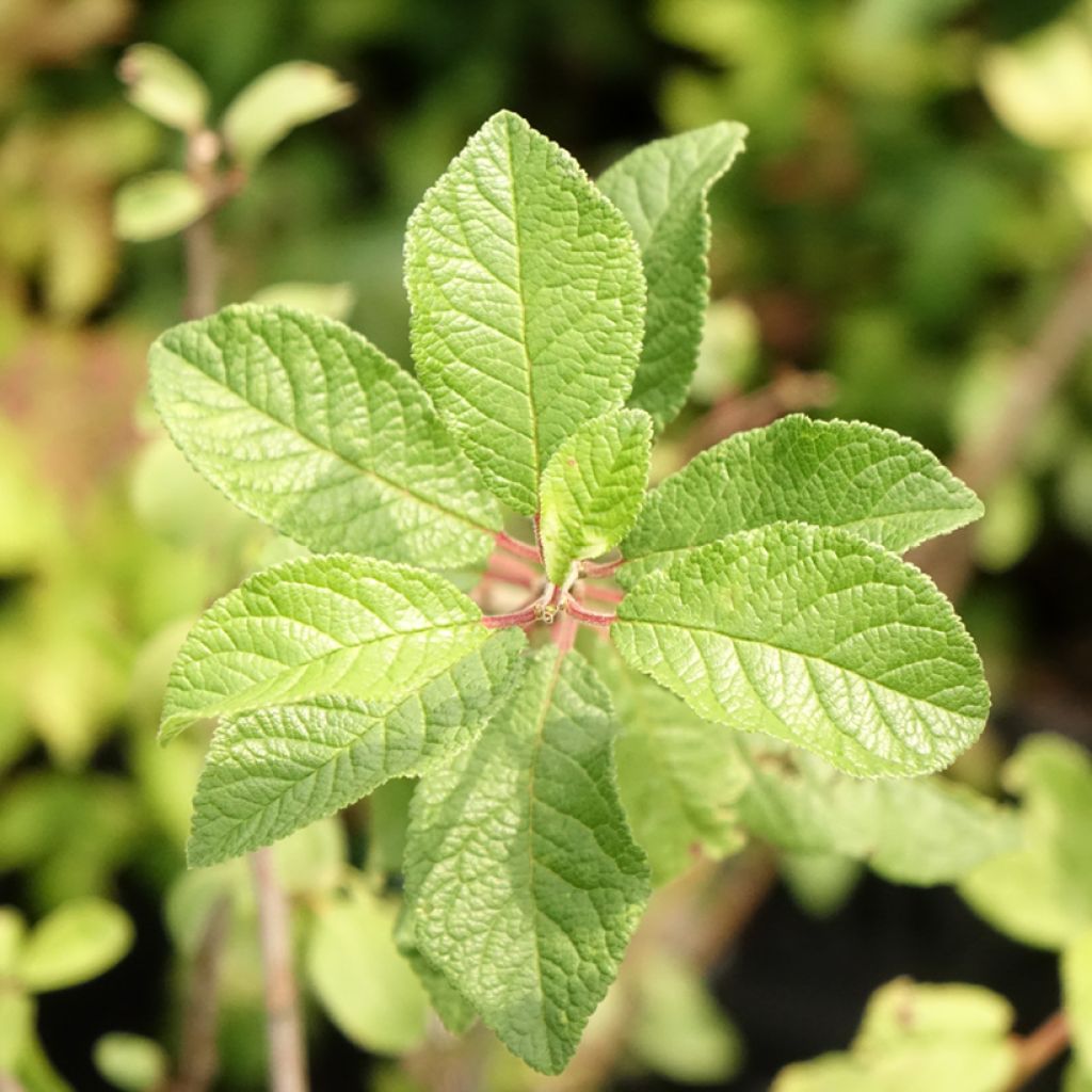 Prunellier - Prunus spinosa