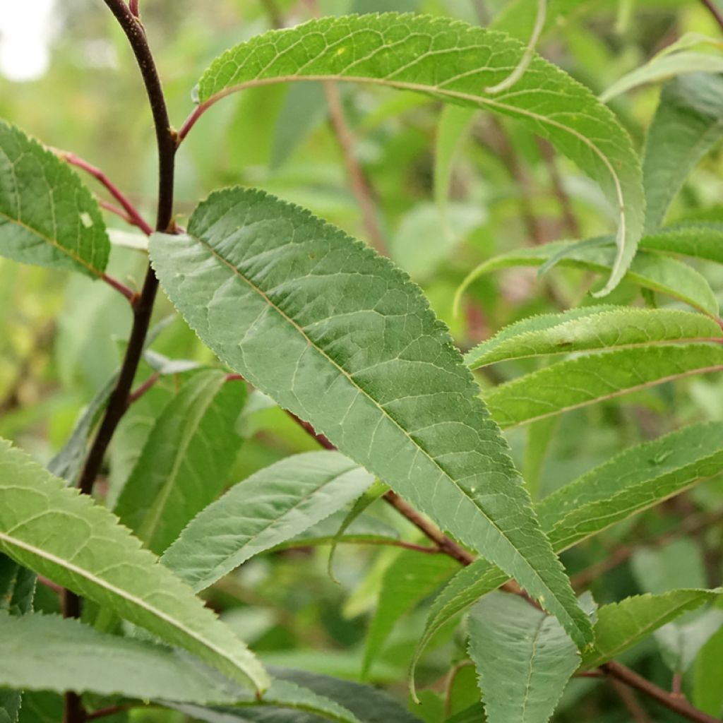 Prunus serrula - Cerisier du Tibet