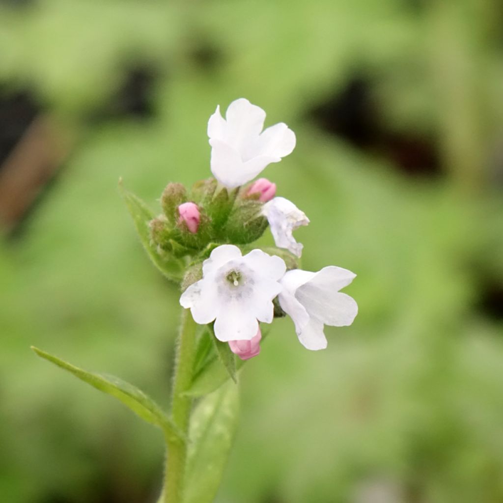 Pulmonaire hybride - Pulmonaria Opal