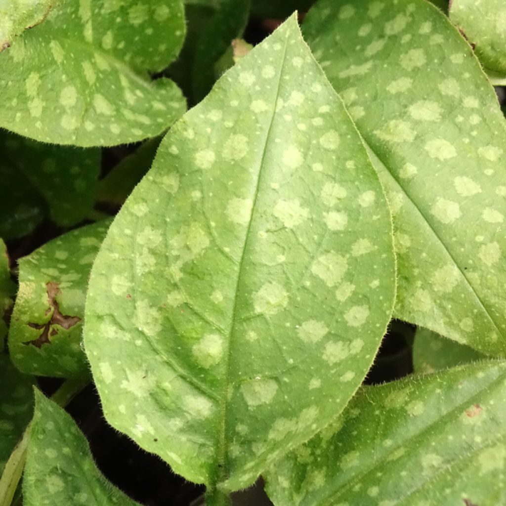 Pulmonaria saccharata Mrs Moon - Pulmonaire Mrs Moon