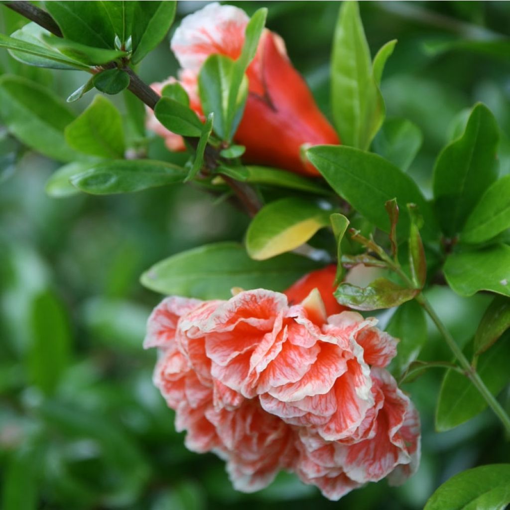 Grenadier à fleurs - Punica granatum California Sunset
