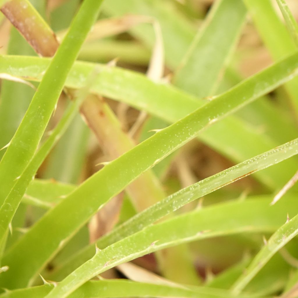 Puya weberbaueri - Broméliacée du Pérou