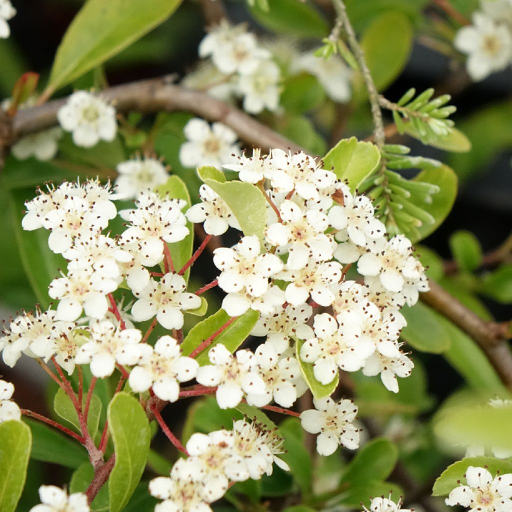 Pyracantha coccinea Sunny Star - Buisson ardent