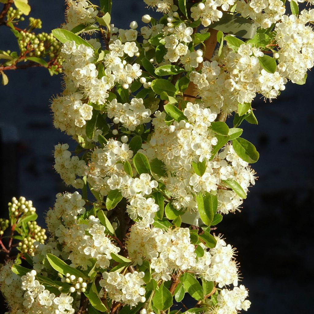 Pyracantha Golden Charmer - Buissont ardent