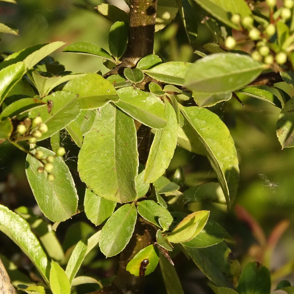 Pyracantha Golden Charmer - Buissont ardent