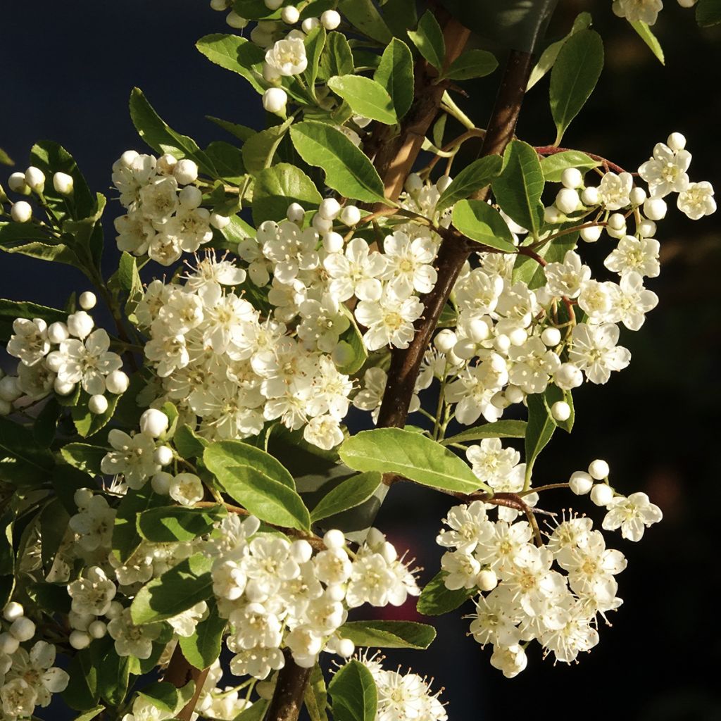 Pyracantha Golden Charmer - Buissont ardent